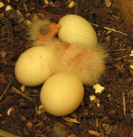 video one day old eastern rosella chick